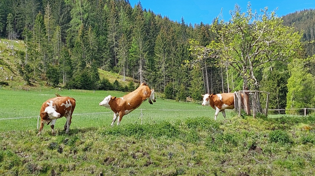 Forstau aktiv erleben